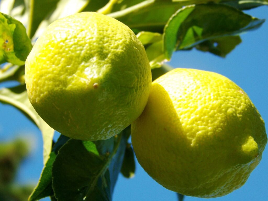 Close up of two lemons on a branch with leaves and a blue background.